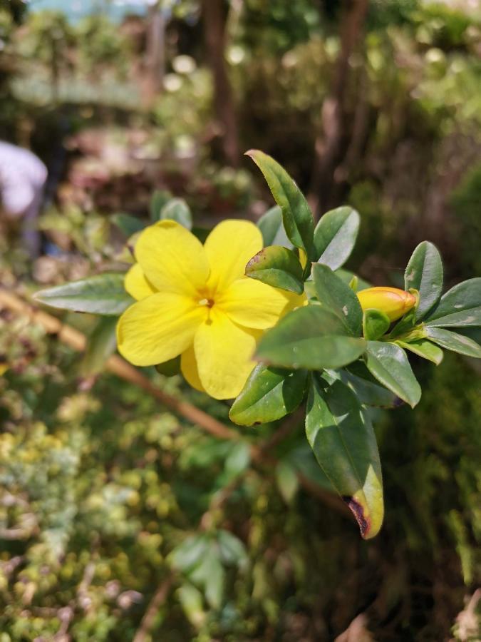 The Galways Edge Homestay Nuwara Eliya Eksteriør billede