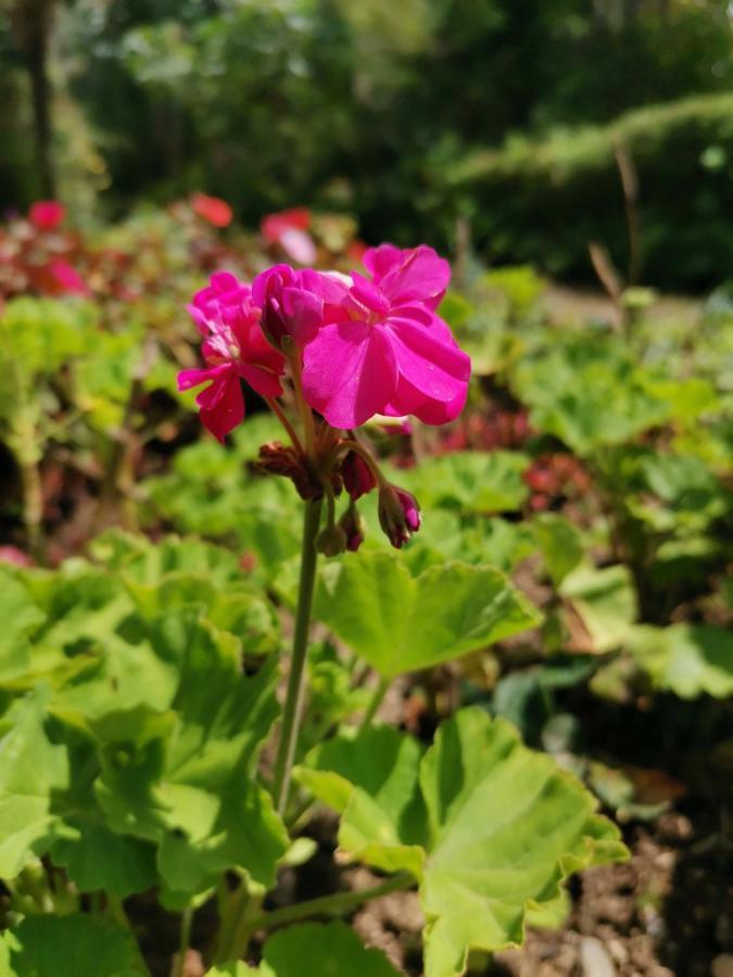 The Galways Edge Homestay Nuwara Eliya Eksteriør billede