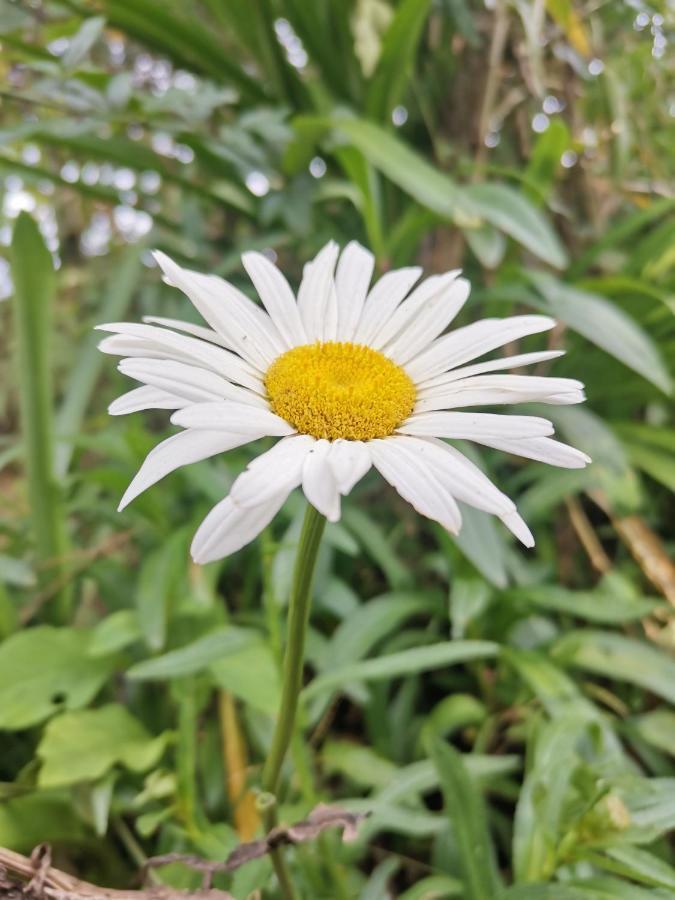 The Galways Edge Homestay Nuwara Eliya Eksteriør billede