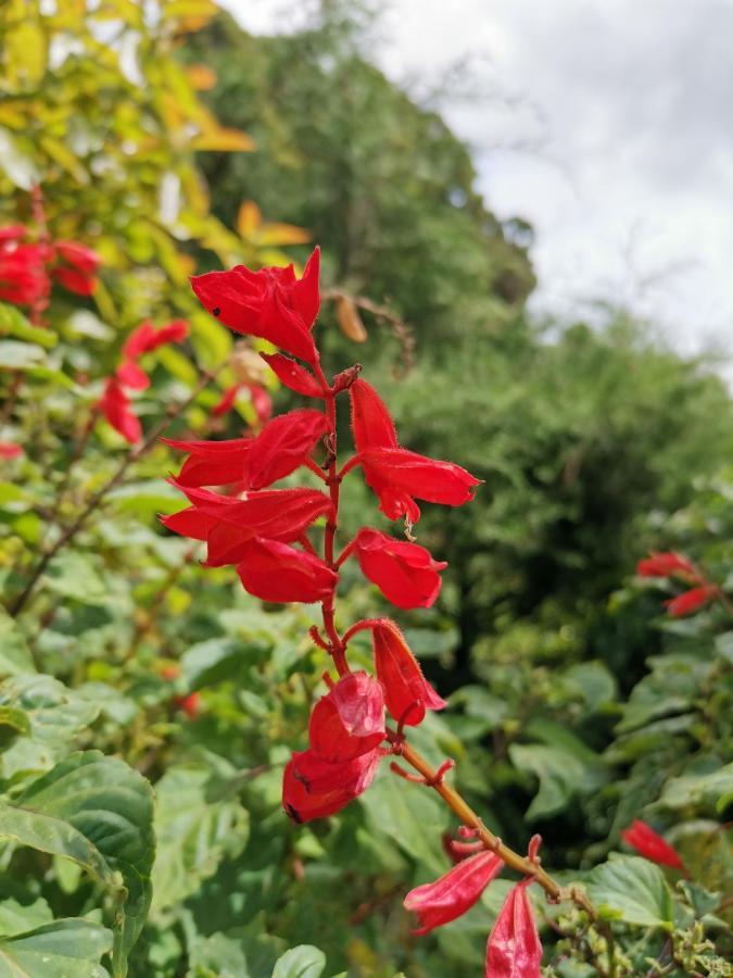 The Galways Edge Homestay Nuwara Eliya Eksteriør billede